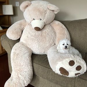 HUGE costco teddy bear
